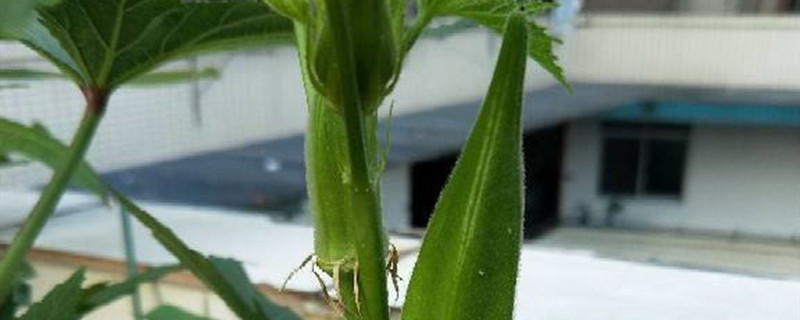 秋葵是什么植物，秋葵植物長(zhǎng)什么樣子