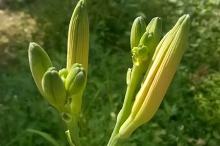 黃花菜