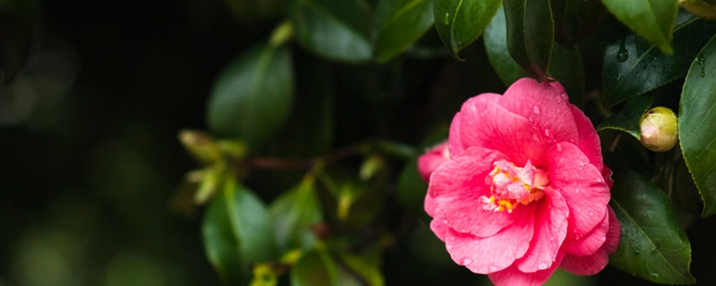 山茶花的花語(yǔ)和寓意