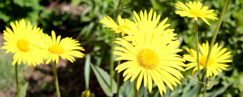 不同顏色雛菊的花語(yǔ)，雛菊?qǐng)D片