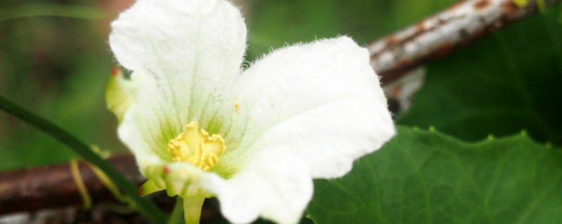 曼陀羅花語(yǔ)，曼陀羅花的寓意