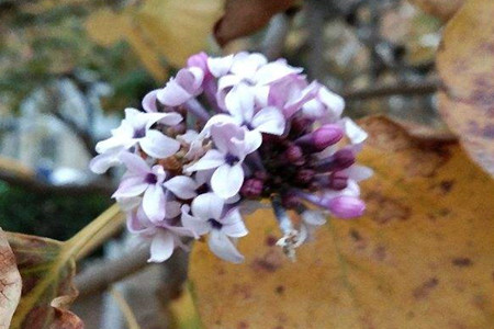 丁香花