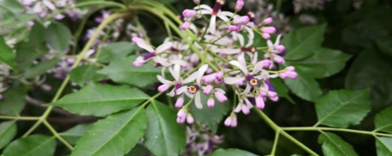 丁香花的介紹，丁香花的品種