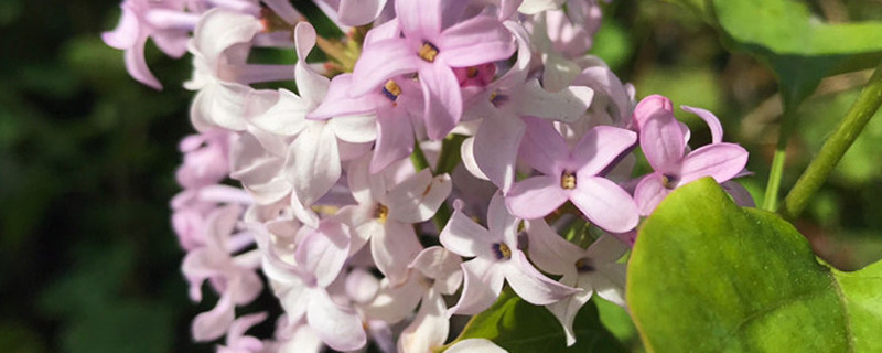 丁香花的開花時間，丁香花的花語