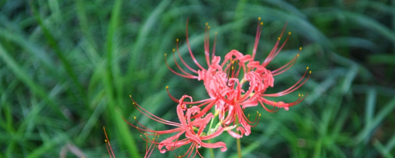 曼珠沙華的花語，曼珠沙華圖片