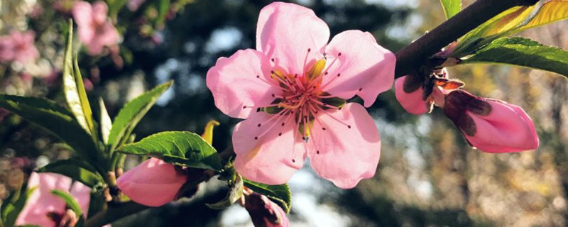 桃花是什么意思，桃花的圖片