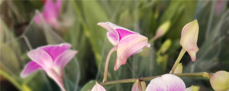 蘭花怎么養(yǎng)，蘭花圖片