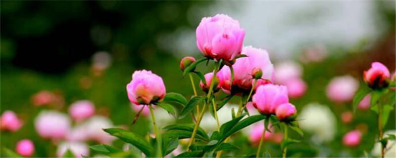 芍藥和白芍一樣嗎，白芍是芍藥花的根嗎