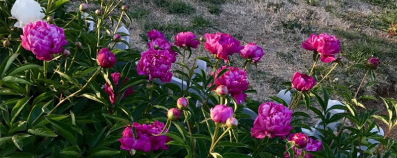 芍藥播種苗什么時候開花，芍藥播種育苗方法