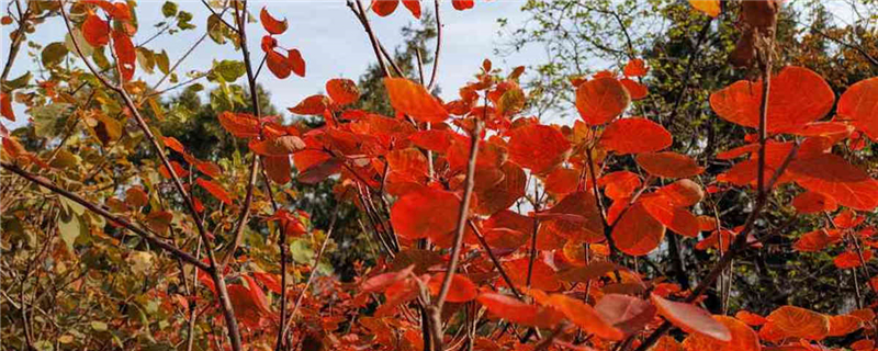 北京坡峰嶺紅葉什么時(shí)候紅，八月份去能看到紅葉嗎