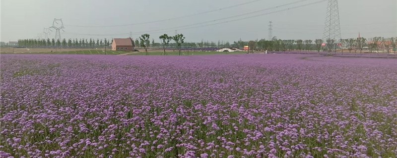 柳葉馬鞭草的養(yǎng)殖方法