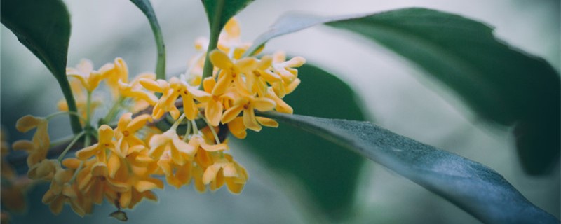 桂花是哪個城市的市花，開花季節(jié)