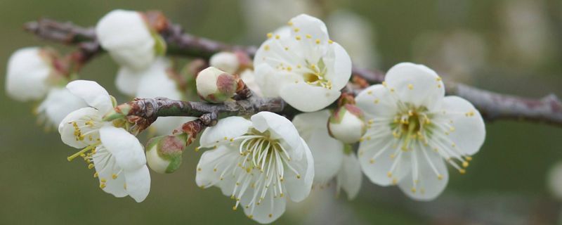 臘梅的花語(yǔ)和象征，送女孩臘梅的寓意