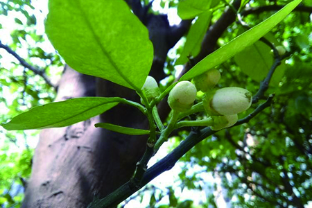 香泡樹(shù)