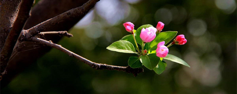 海棠花什么時候開，海棠花圖片