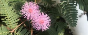 含羞草開(kāi)花嗎，含羞草開(kāi)花圖片