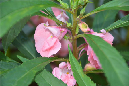 鳳仙花