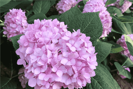 繡球花