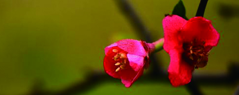 家里養(yǎng)海棠花吉利嗎，家里養(yǎng)什么花不吉利