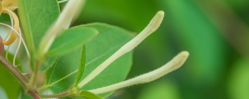 金銀花與金蓮花的區(qū)別