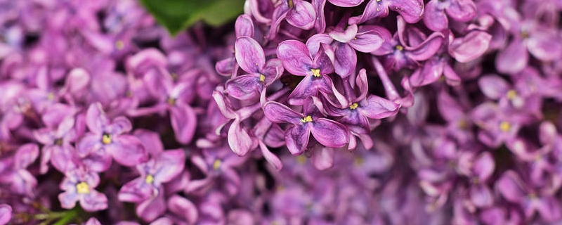 丁香花能曬太陽嗎，丁香花曬太陽會導致黃葉嗎