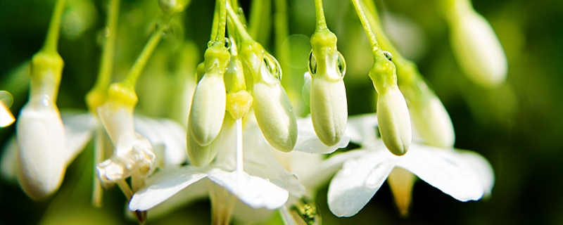 盆栽茉莉花怎么養(yǎng)，茉莉花需要修剪嗎