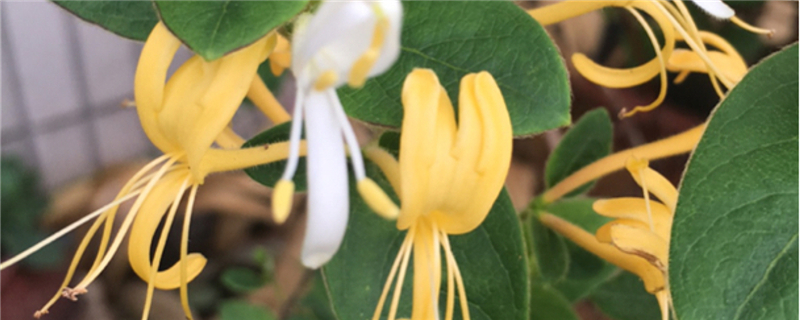 盆栽金銀花冬天能在室內(nèi)養(yǎng)嗎，冬天怕凍嗎