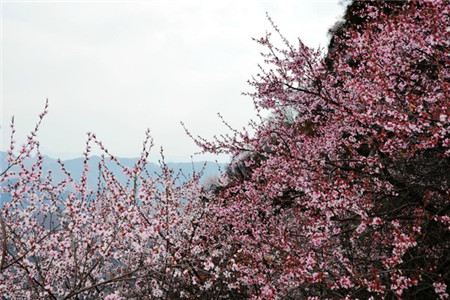 山桃花