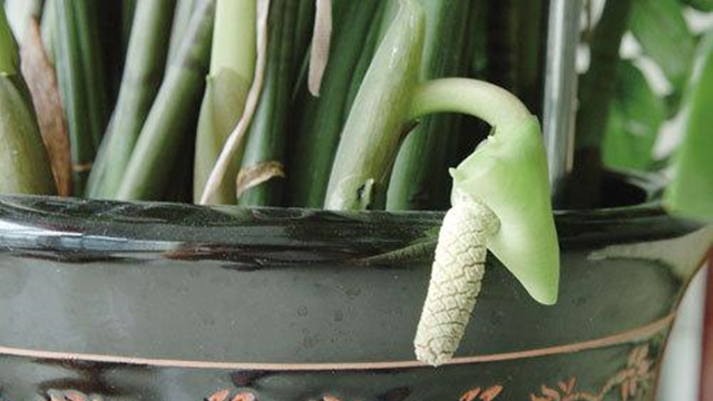 金錢樹(shù)開(kāi)花是吉兆嗎