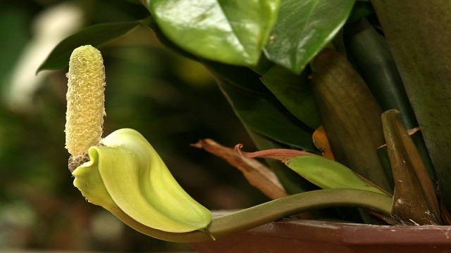 金錢樹(shù)擺在哪里好聚財(cái)