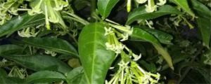 夜來香與紫茉莉區(qū)別