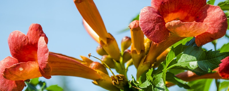 陽臺如何養(yǎng)凌霄花，需要注意什么