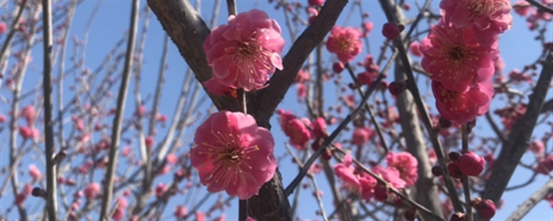 梅花什么時候開，哪種梅花能一年開兩次