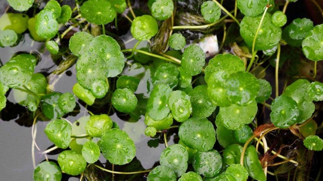 金錢草泡水喝的功效