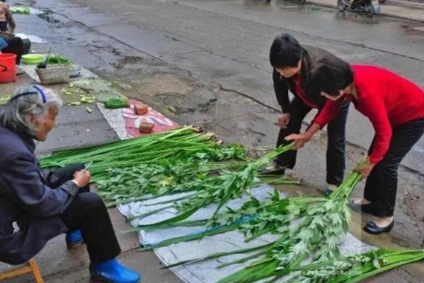 門口的艾草別丟，驅(qū)蚊子煮雞蛋…原來(lái)好處這么多！