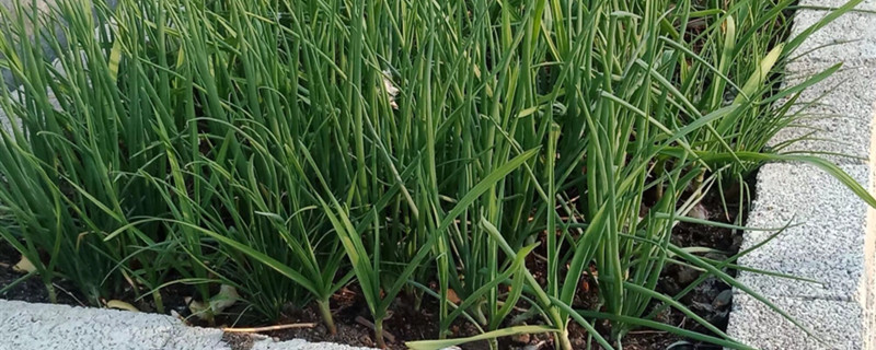 大蒜種植時間和方法，大蒜怎么種