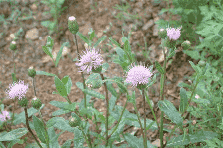 刺兒菜