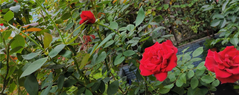 玫瑰花怎么種，玫瑰花什么時(shí)候種