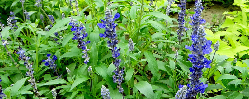 藍(lán)花鼠尾草的養(yǎng)殖方法和注意事項