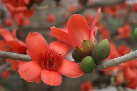 木棉花