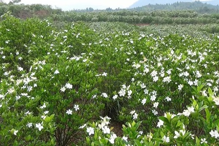 漂亮的梔子花