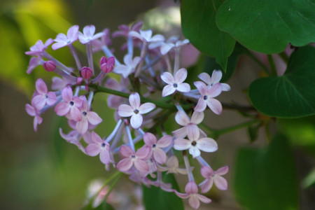 丁香花