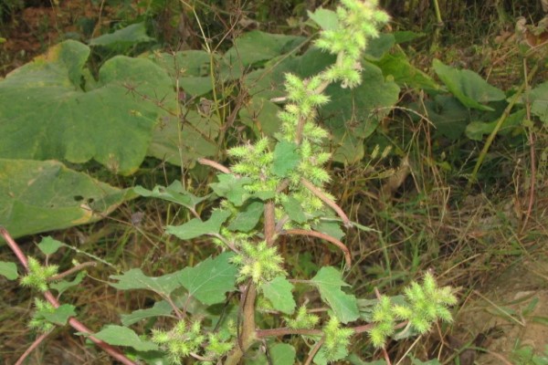 這些“毒草”酷似野菜，不小心吃下去，差點(diǎn)要了他的命！