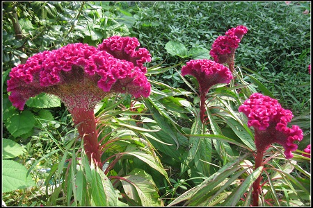 美麗的雞冠花