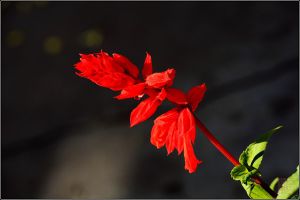 一串紅的花語是什么