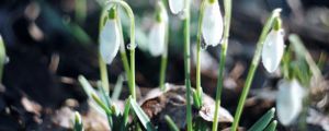 雪滴花怎么養(yǎng)長得好