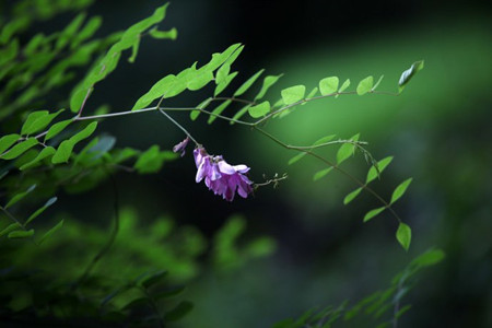 漂亮的花木藍