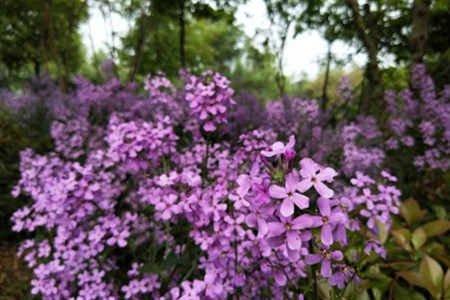 藍(lán)香芥