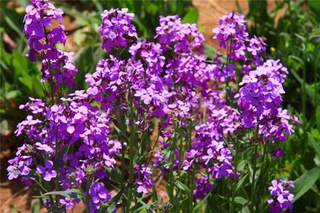 藍(lán)香芥