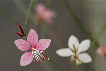 千鳥(niǎo)花